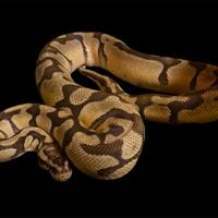 1.0 Pitone reale super Pastel Enchi Het DG proven