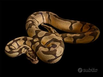 1.0 Pitone reale super Pastel Enchi Het DG proven