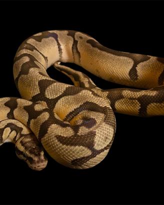 1.0 Pitone reale super Pastel Enchi Het DG proven