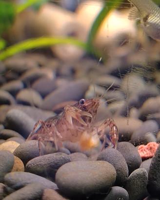 Cambarellus diminutus - gamberi acquario