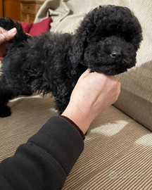 Cucciola di barboncino