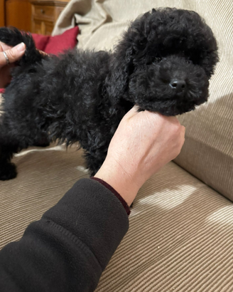 Cucciola di barboncino