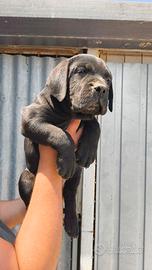 Cuccioli di cane corso
