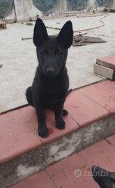 Cuccioli pastore malinois belga