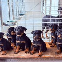 Allevamento Rottweiler LA LUNA NERA