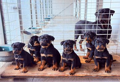 Allevamento Rottweiler LA LUNA NERA