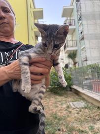 Adozione per gattini svezzati