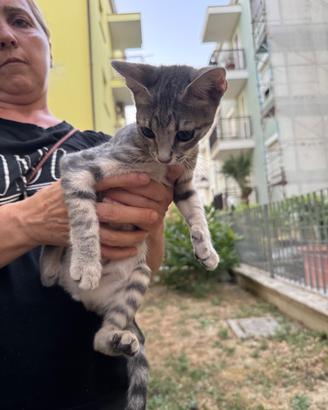 Adozione per gattini svezzati