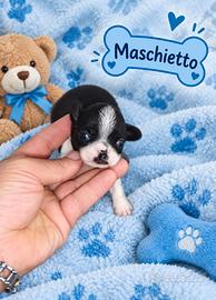 Chihuahua Toy maschietto mini