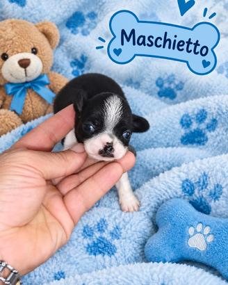 Chihuahua Toy maschietto mini