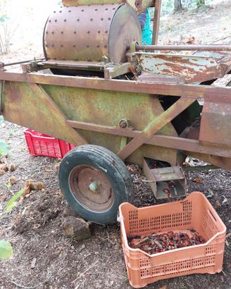 macchina nocciole e castagne