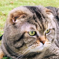 SCOTTISH FOLD Maschio PER ACCOPPIAMENTO