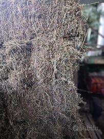 Fieno di medica in presse