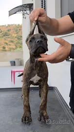 Cane corso