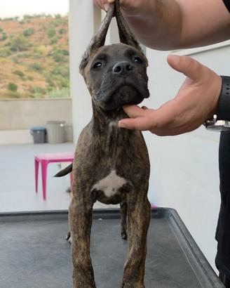 Cane corso