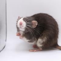 CUCCIOLI selezionati di RATTO domestico PEDIGREE
