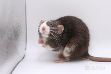 CUCCIOLI selezionati di RATTO domestico PEDIGREE