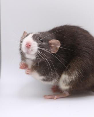 CUCCIOLI selezionati di RATTO domestico PEDIGREE