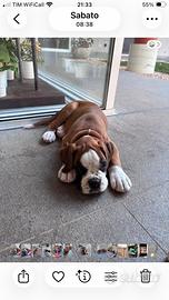 Cuccioli Boxer fulvi con pedigree