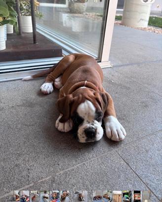 Cuccioli Boxer fulvi con pedigree