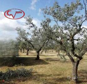 Terreno di 8200 m² a Montevarchi