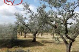 Terreno di 8200 m² a Montevarchi