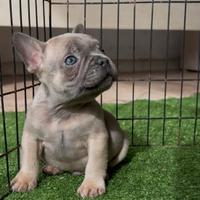 Cuccioli di bouledogue francese