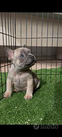 Cuccioli di bouledogue francese
