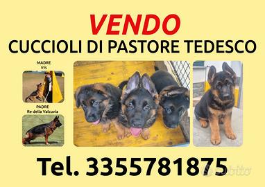 Cuccioli di pastore tedesco