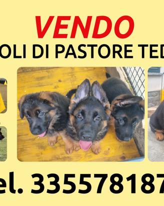 Cuccioli di pastore tedesco