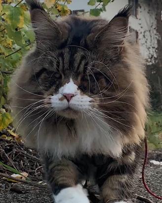 Maine Coon maschio da monta