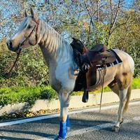 Cavallo paint x quarter