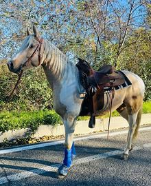 Cavallo paint x quarter