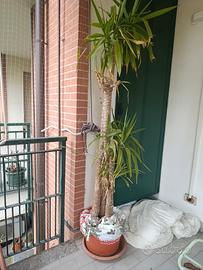 pianta yucca 
