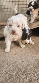 Cuccioli lagotto