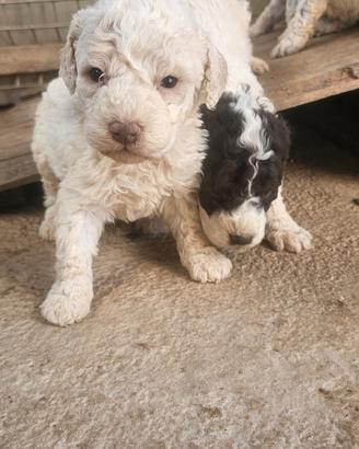 Cuccioli lagotto