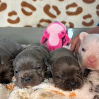 Bulldog francesi colorazione esotica