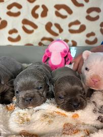 Bulldog francesi colorazione esotica