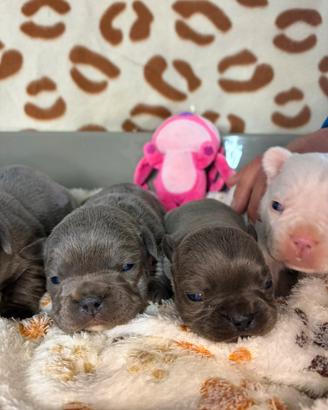 Bulldog francesi colorazione esotica