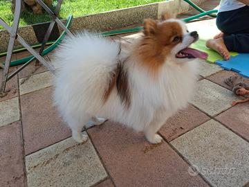 Spitz pomerania mini toy