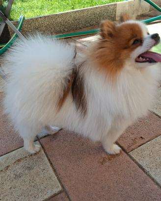 Spitz pomerania mini toy
