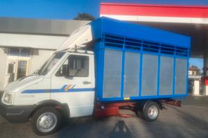 Iveco Daily trasporto animali vivi 