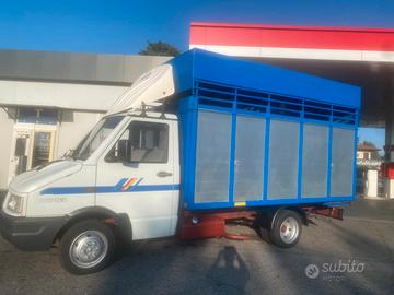 Iveco Daily trasporto animali vivi 