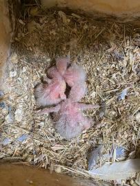 Disponibili Pulli inseparabili