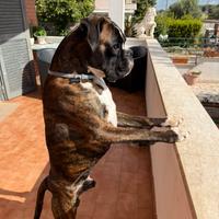 Cerasi femmina per monta