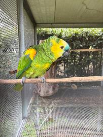 Animali