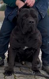 Cuccioli di Bandog