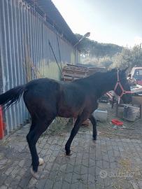 Cavallo