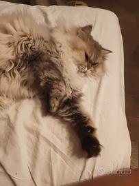 Gatta British longhair