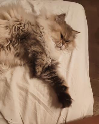 Gatta British longhair